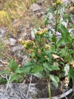 Parry's goldenrod thumbnail 3
