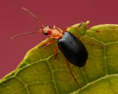 Large Foliage Ground Beetle thumbnail 1