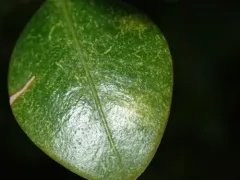 Boxwood Mite thumbnail 4