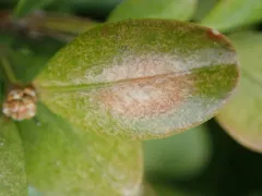 Boxwood Blight thumbnail 2