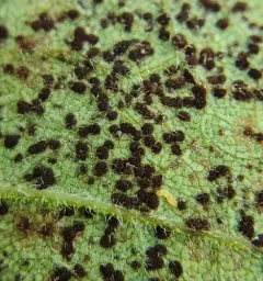 Sunflower Rust thumbnail 2
