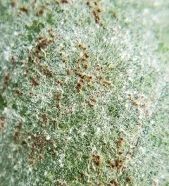 Golovinomyces latisporus thumbnail 3