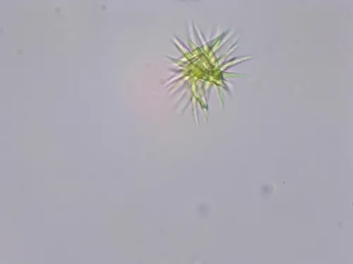 Ankistrodesmus fusiformis
