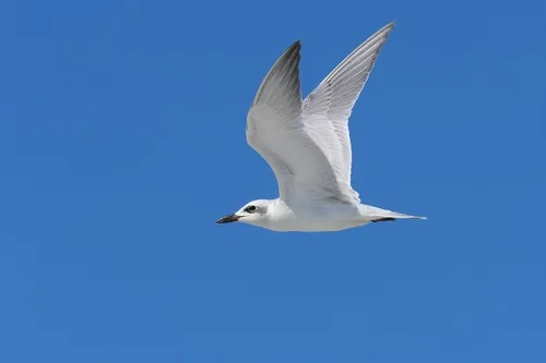 Gull-billed Tern