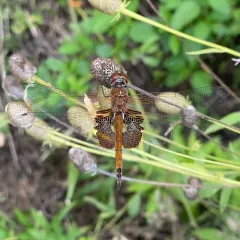 Red Saddlebags thumbnail 2