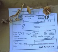 Inocybe fuscicothurnata thumbnail 4