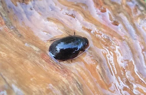 Helochares maculicollis