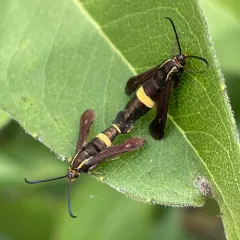 Boneset Borer Moth thumbnail 2