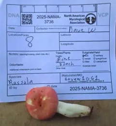 Russula silvestris thumbnail 3