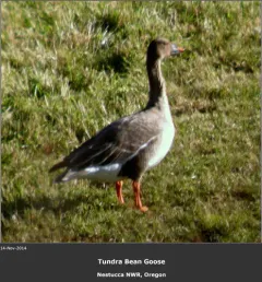 Tundra Bean Goose thumbnail 4
