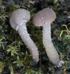 Sarcoleotia globosa thumbnail 2