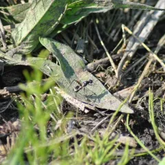 Taeniaptera trivittata thumbnail 2