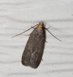 Glyphidocera lithodoxa thumbnail 4