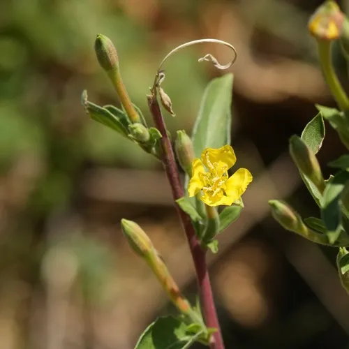 tall evening primrose