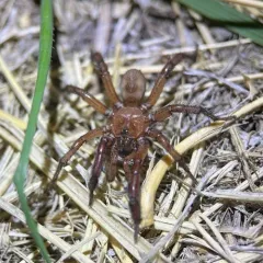 Antrodiaetus pugnax thumbnail 2