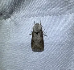 Euxoa bochus thumbnail 4