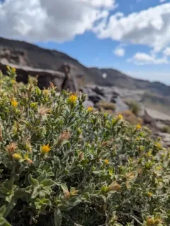whitestem goldenbush thumbnail 2