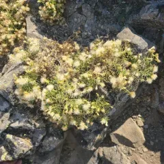 Columbian Goldenbush thumbnail 2