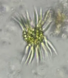 Ankistrodesmus densus thumbnail 2