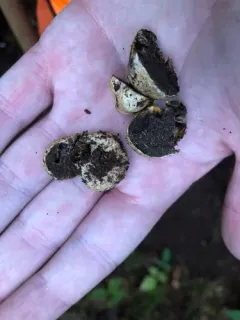 Hymenogaster parksii thumbnail 3