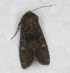 Mniotype tenera thumbnail 1