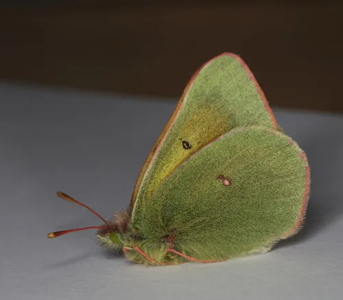 Hecla Sulphur