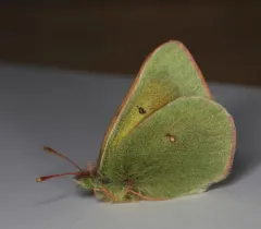 Hecla Sulphur thumbnail 1
