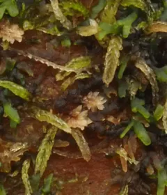 Two-horned Pincerwort thumbnail 2