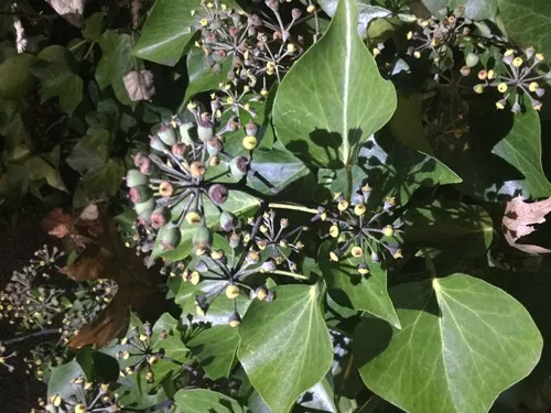 Canary Islands Ivy