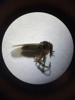 Dilophus stigmaterus thumbnail 2