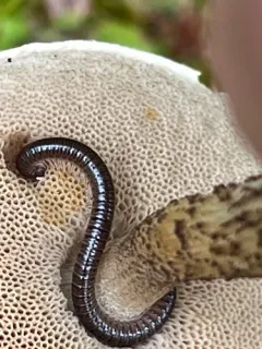 Sickle Tailed Millipede thumbnail 2