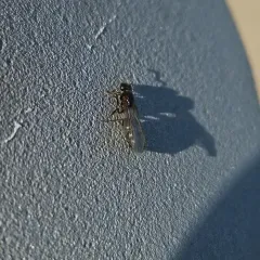 Cherry Acrobat Ant thumbnail 4
