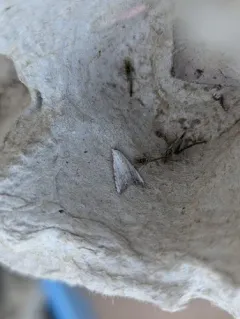 Sorghum Webworm Moth thumbnail 2