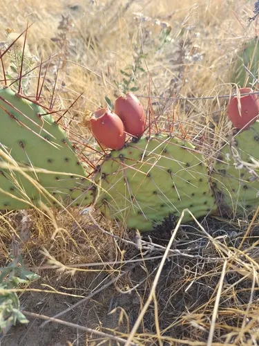 Brown-spined Pricklypear