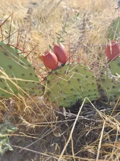 Brown-spined Pricklypear thumbnail 1