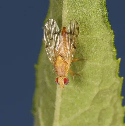 Neaspilota vernoniae