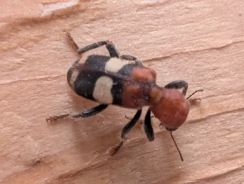 White-belted Enoclerus