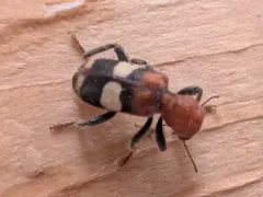White-belted Enoclerus thumbnail 1