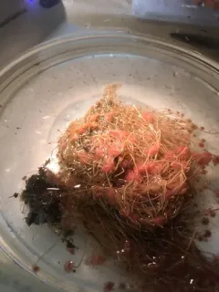 tubular hydroid thumbnail 2