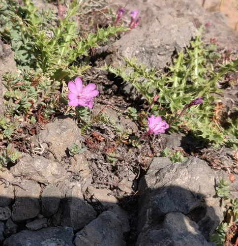 Rockfringe Willowherb