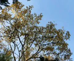 Trident maple thumbnail 3