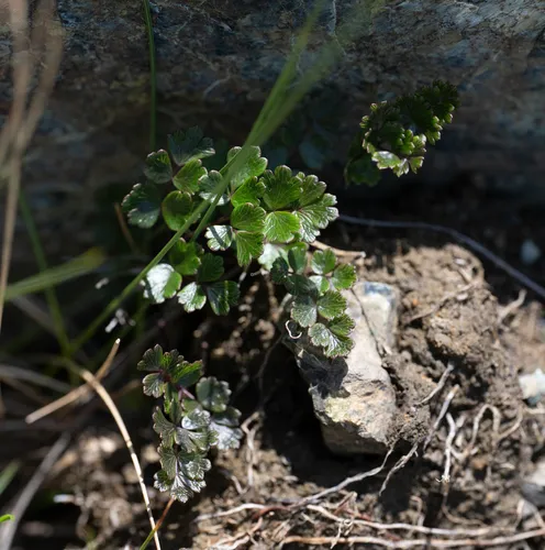 Alpine Meadow-rue