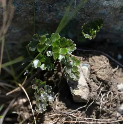 Alpine Meadow-rue thumbnail 1
