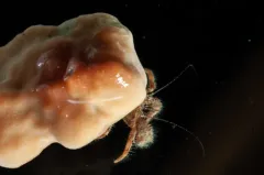 Setose Hermit Crab thumbnail 1