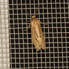 Two-spotted Aethes thumbnail 4