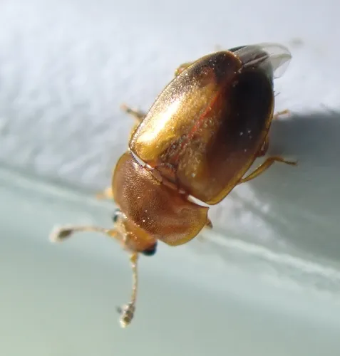 Epuraea terminalis