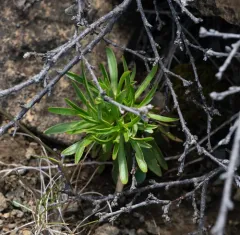 Alpine Catchfly thumbnail 3