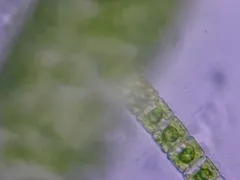 Hyalotheca mucosa thumbnail 2