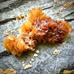 Phaeotremella frondosa thumbnail 2