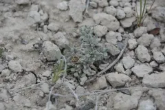 Townsendia lemhiensis thumbnail 1